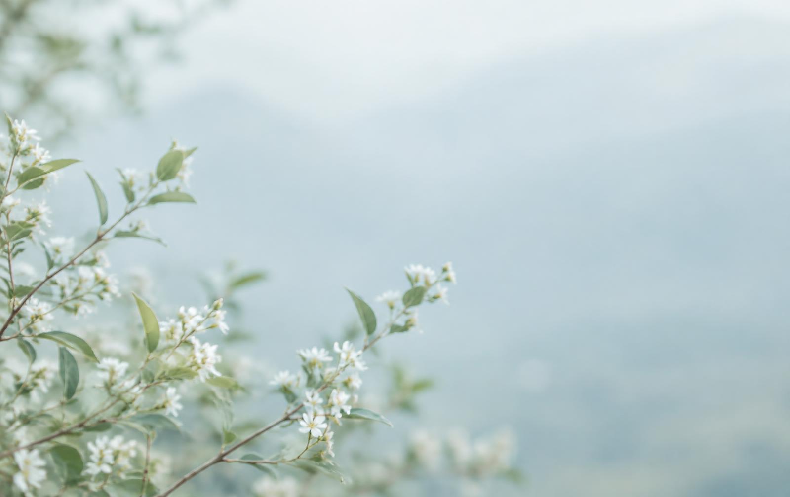 Soft white blossoms against a misty sky